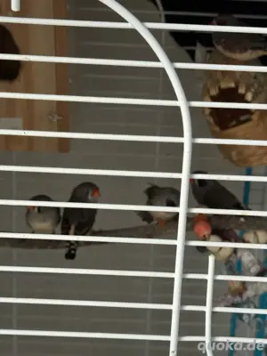 Zebrafinken 