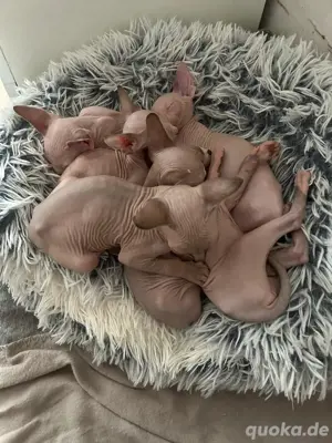 sphynx Babykatzen