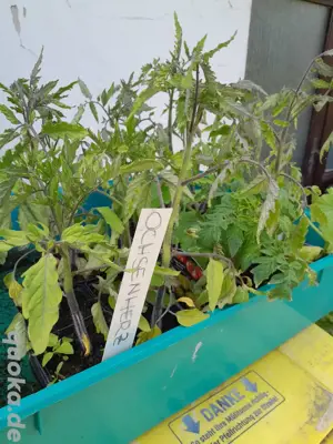 ochsenherz jungtomaten