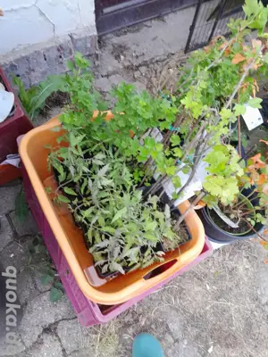 ochsenherz jungtomaten Bild 4