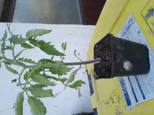ochsenherz jungtomaten Bild 5