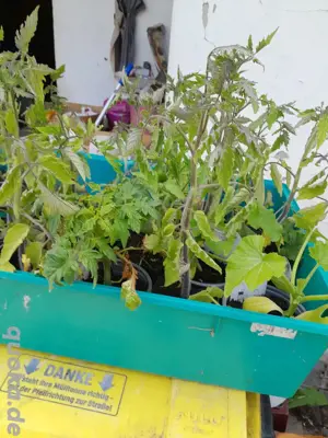 ochsenherz jungtomaten Bild 2