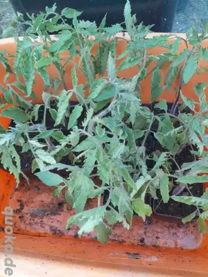 ochsenherz jungtomaten Bild 3