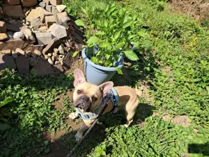 Französiche Bulldogen Rüde sucht neues Zuhause 