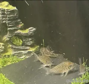 Corydoras 45 Stück 