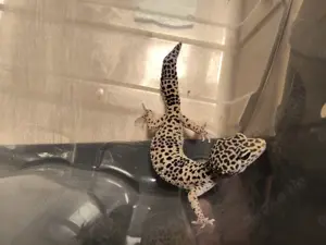 Leopard Gecko Pärchen suchen neues Zuhause. 