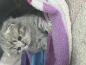 Maincoon- BKH Mix