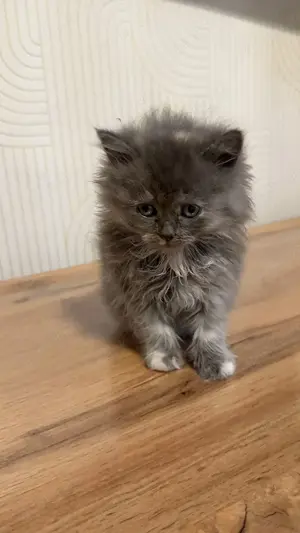 Ein Wunderschöne Babykatze 