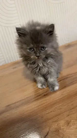 Schöne katzenbaby