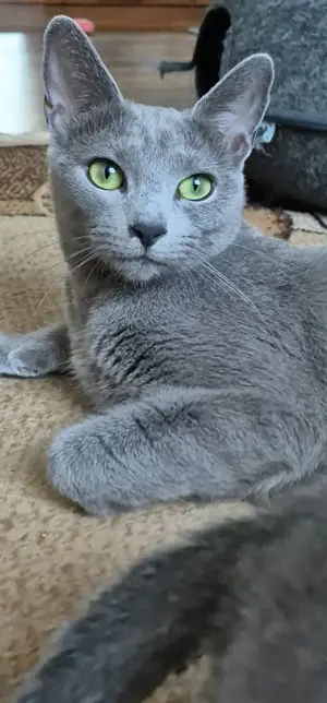 Champion  Russich Blau Katze  für Zucht