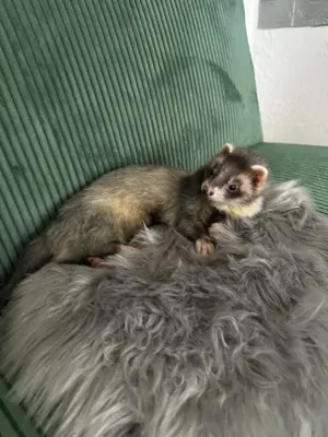 Suche Frettchen Rüden 1-2 Jahre Iltis Zimt Chocolate