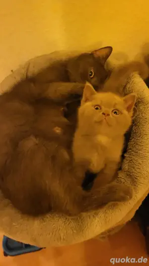 BKH katzen Baby 