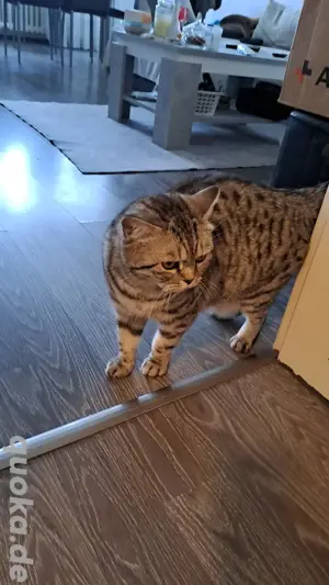 britisch kurzhaar katze