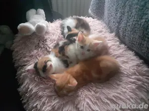 Baby Kätzchen 