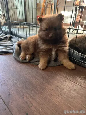Pomerania welpe