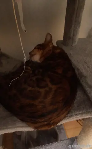 reinrassiger Bengalkater 