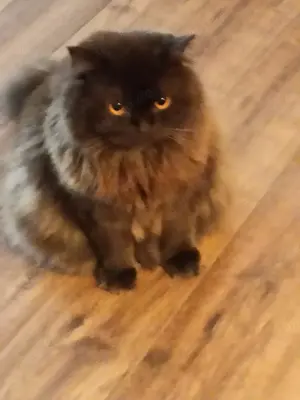 Fünf Jahre alter BLH Kater abzugeben