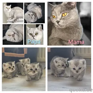 Reinrassige BKH Babys Kitten  suchen ein zuhause