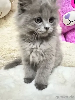 BKH katze zu verkaufen