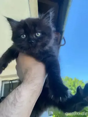 bkh britisch Kurzhaar Katzen
