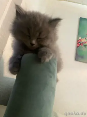 bkh britisch Kurzhaar Katze
