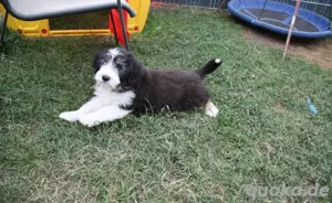 Bearded Collie Welpen, 3 Mädchen sind bereit für die Welt.