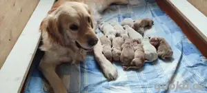 golden Retriever Welpen reinrassig 