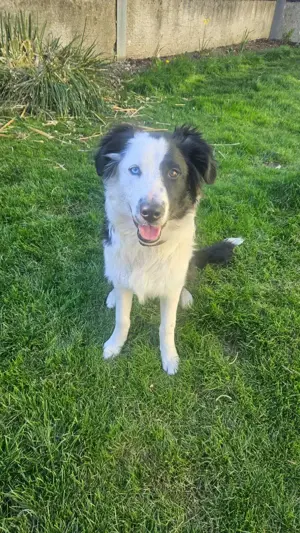 Border Collie Jungrüde