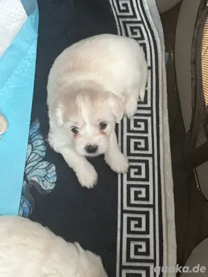 hund bischon baby 