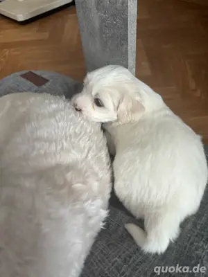 baby hund bichon 