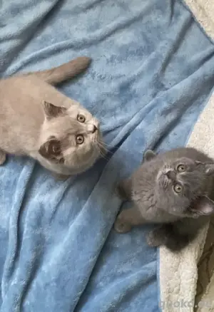 6 Britisch Kurzhaar Kitten suchen ein liebevolles Zuhause