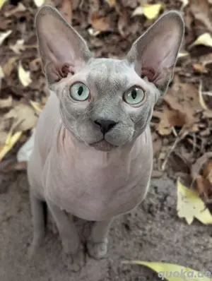 Canadian Sphynx Deckkater mit Stammbaum 