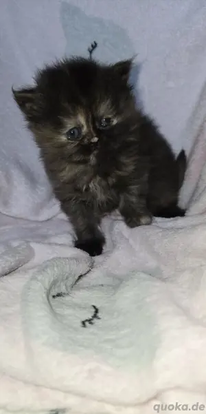 Britisch Langhaar kitten 3 Kitten