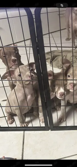 12Wochen alte American Pocket Bully Welpen dürfen jetzt ausziehen