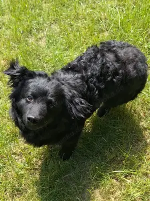 Kleiner kroatischer Schäferhund Mix Loki sucht sein Glück