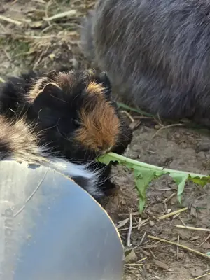junge Lynkaria Meerschweinchen Böckchen abzugeben 