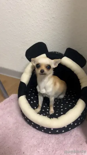 mini Chihuahua