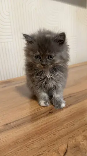 Kitten suchen neue Liebesvolle Zuhause.