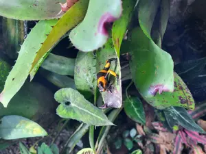 Oophaga Lehmanni 0.0.2