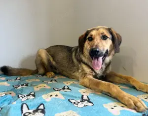 Hübscher Jagdhund Mix Bourbon sucht seine Familie Bild 3