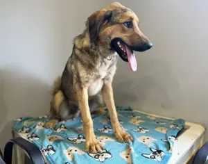 Hübscher Jagdhund Mix Bourbon sucht seine Familie Bild 2