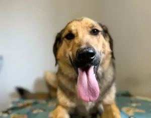 Hübscher Jagdhund Mix Bourbon sucht seine Familie Bild 6