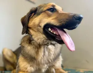 Hübscher Jagdhund Mix Bourbon sucht seine Familie