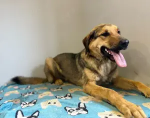 Hübscher Jagdhund Mix Bourbon sucht seine Familie Bild 4