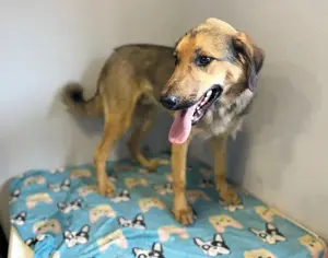 Hübscher Jagdhund Mix Bourbon sucht seine Familie Bild 5
