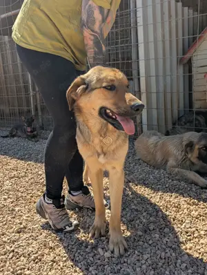 Hübscher Jagdhund Mix Bourbon sucht seine Familie Bild 8