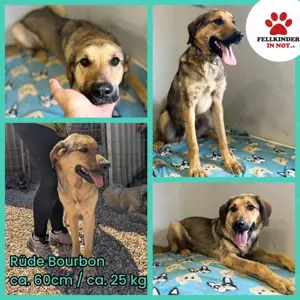 Hübscher Jagdhund Mix Bourbon sucht seine Familie Bild 7