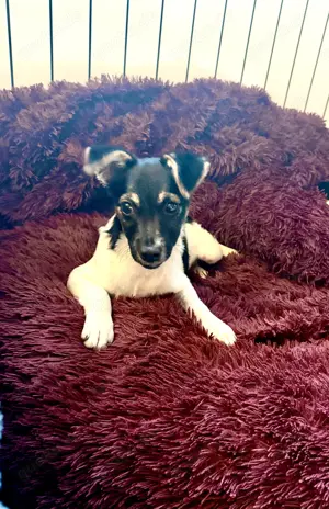 Cherry sucht ein Zuhause 