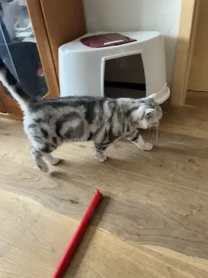 Reinrassige BKH-Katze, sie ist 5jahre alt
