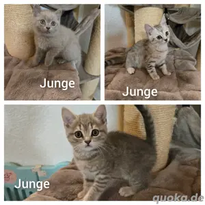 Bkh kitten 3 Stück  abgabebereit